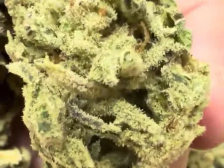 Exotic MAC 1 Strain