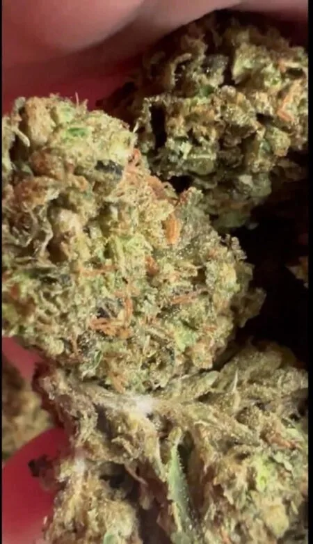 Joker OG Exotic Strain