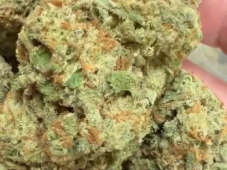 Exotic Tropical Cookies Strain