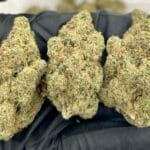 Apricot Scone Strain