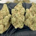 Apricot Scone Strain