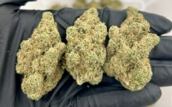Apricot Scone Strain