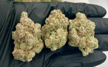 Aye Papi Strain