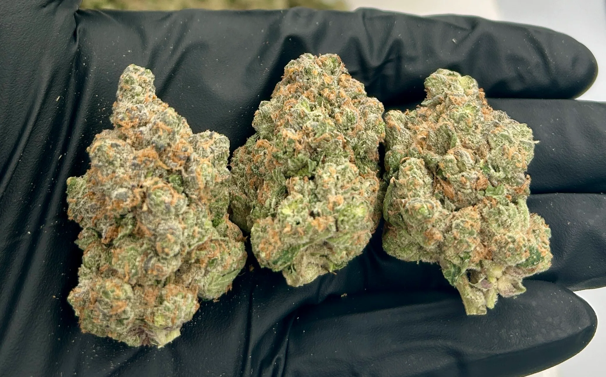Get The Premium Aye Papi Strain Only AT Titan Botanicals Aye Papi Strain