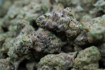 Baby Yoda Strain