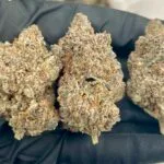 Blueberry Pie Strain