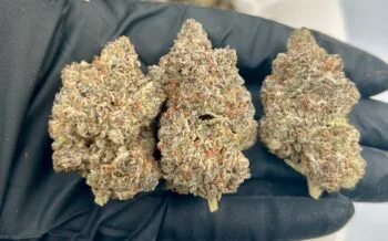 Blueberry Pie Strain