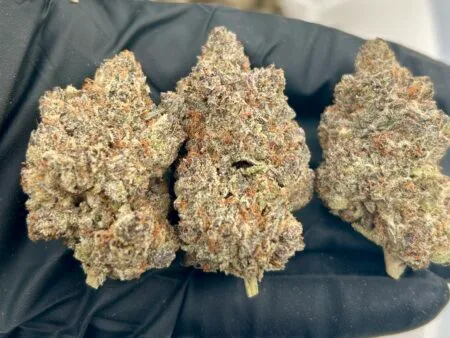 Blueberry Pie Strain