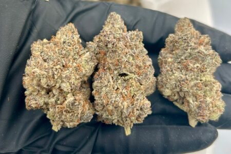 Blueberry Pie Strain