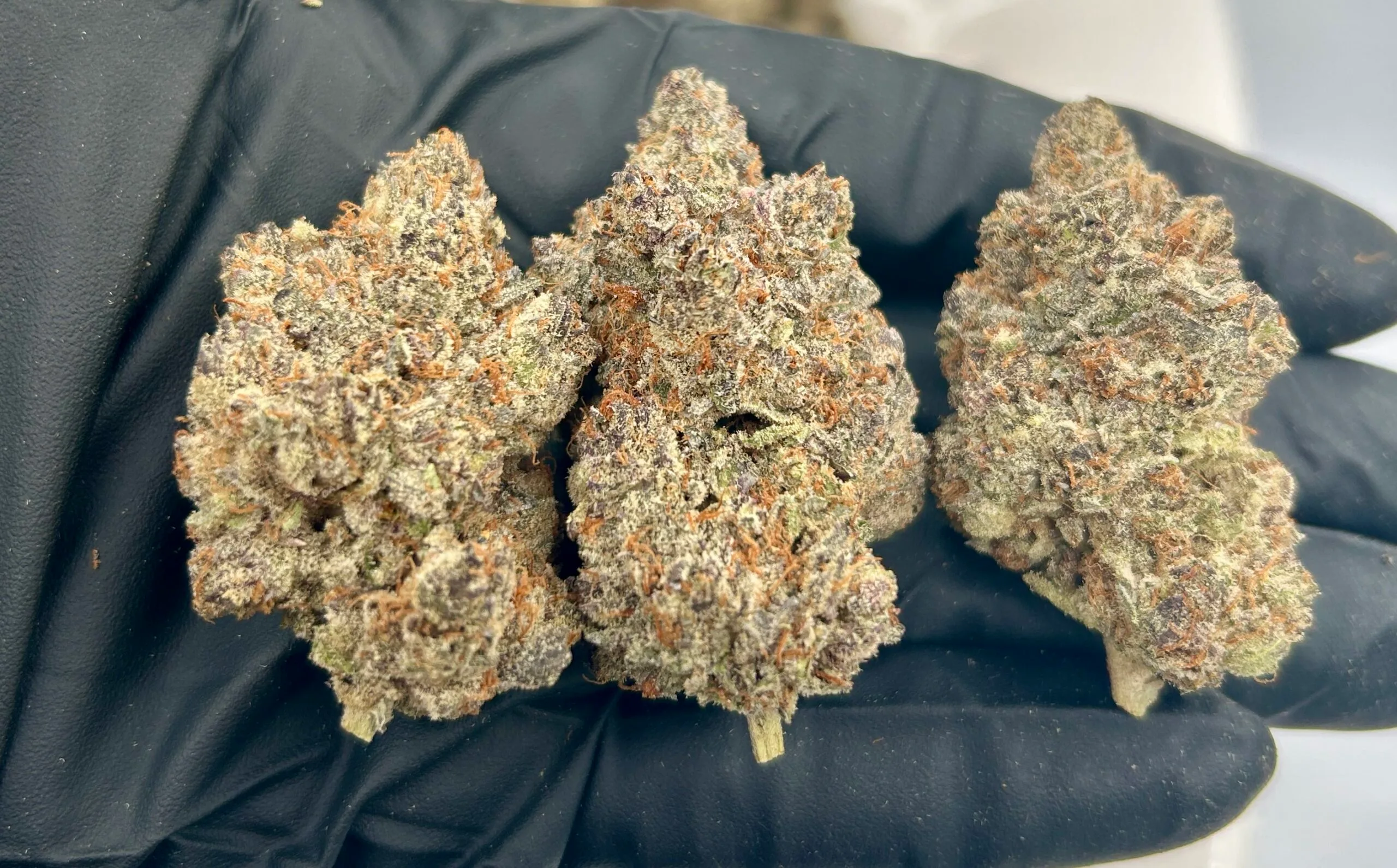 Get The Premium Blueberry Pie Strain by Titan Botanicals Blueberry Pie Strain