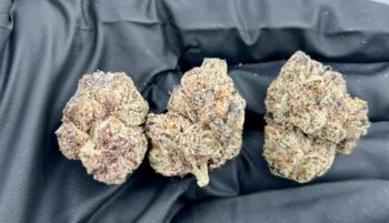 Dior Strain
