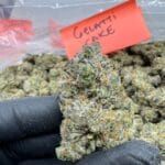 gelatti cake strain​