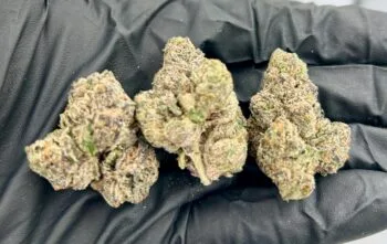 LA Kush Cake Strain