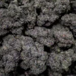 Mango Mentality Strain