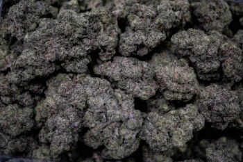 Mango Mentality Strain