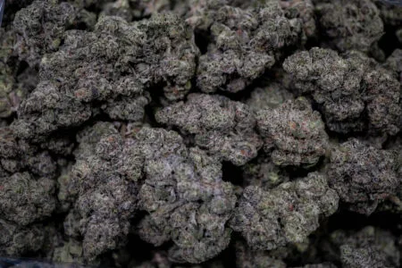 Mango Mentality Strain
