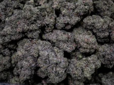 Mango Mentality Strain