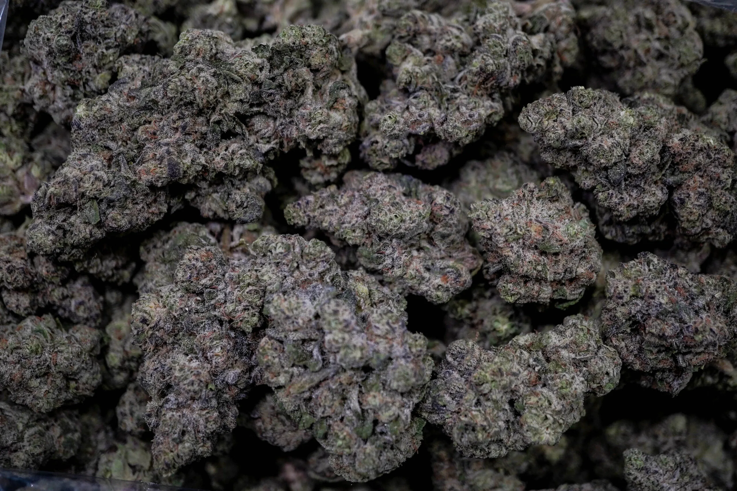 Get Your Premium Mango Mentality Strain From Titan Botanicals Mango Mentality Strain