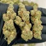 Meat Breath Strain