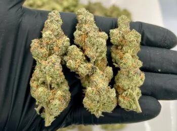 Meat Breath Strain