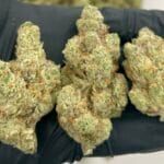 Modified Grapes Strain