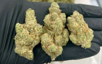 Modified Grapes Strain