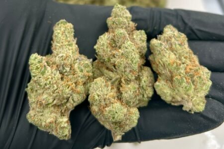 Modified Grapes Strain