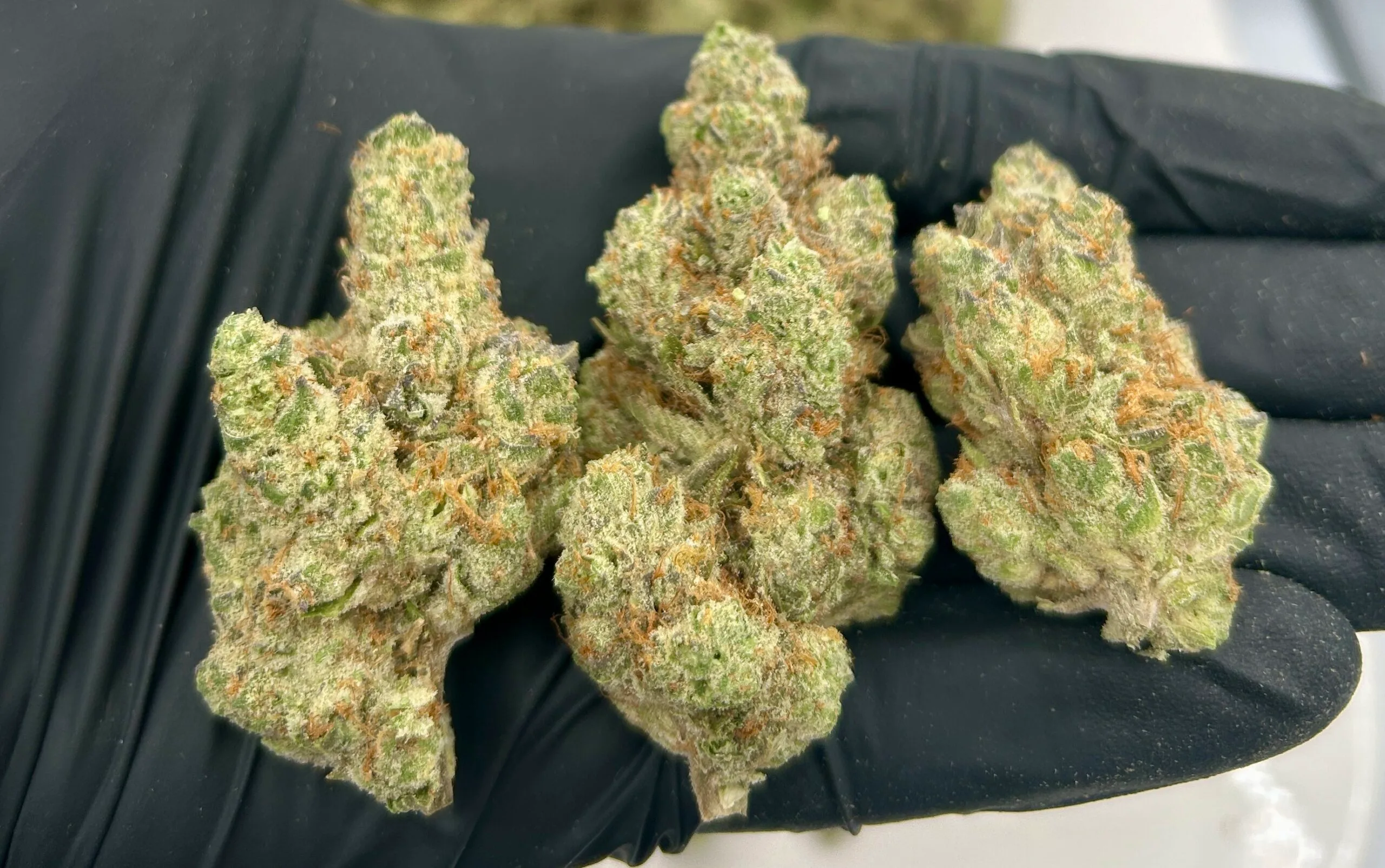 Modified Grapes Strain