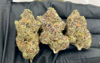Quicksand Strain