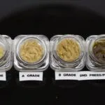 Peaches And Cream Rosin