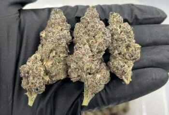 Bolo Runtz Strain