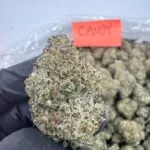 candy gelato strain