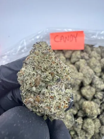 candy gelato strain