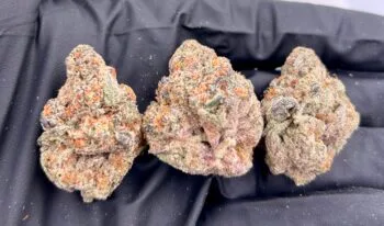 Specimen X THCa Flower
