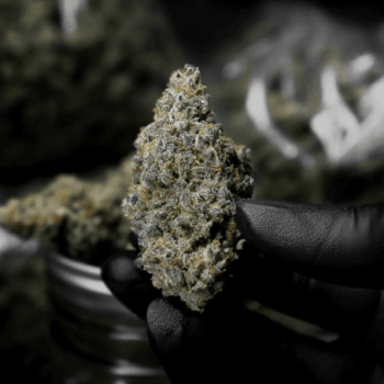 GMO Cookies Strain