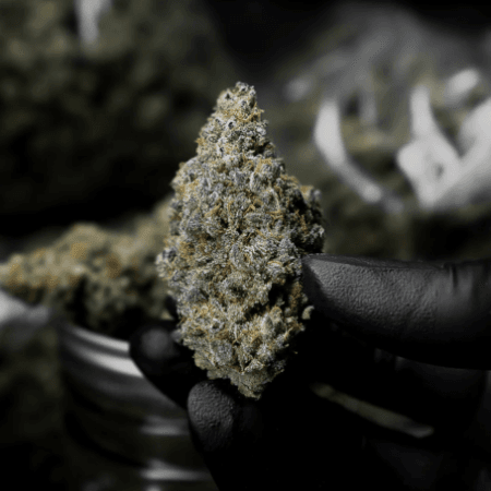 GMO Cookies Strain
