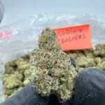 wedding crasher strain​