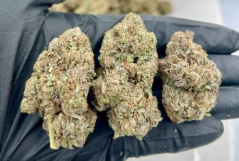 White Guava THCa Flower