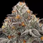 Oreoz THCa Flower