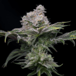 Cadillac Rainbow THCa Flower