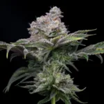 Cadillac Rainbow THCa Flower