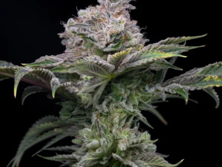 Cadillac Rainbow THCa Flower
