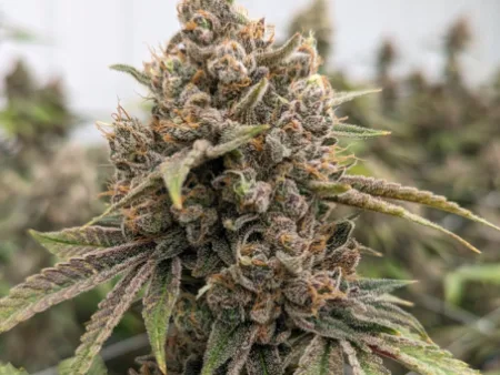 Cheetoz THCa Flower