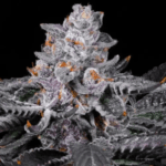 White Bugatti Strain