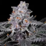 White Bugatti Strain