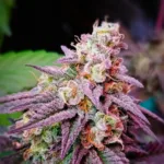 Pink Runtz THCa Flower