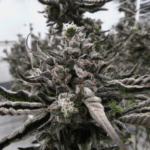 Permanent Marker THCa Flower