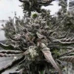 Permanent Marker THCa Flower