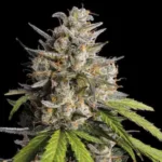 Melonade strain