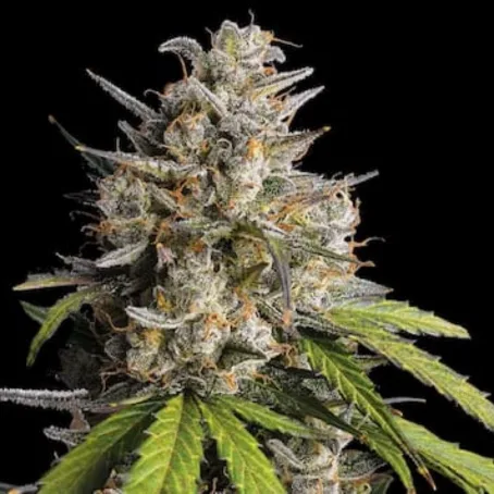 Buy Bulk Melonade Strain Wholesale | Titan Botanicals Melonade strain